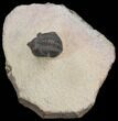 Pseudocryphaeus (Cryphina) Trilobite #39836-4